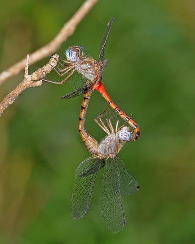 Pair in copula
2009_09_25_Floyd